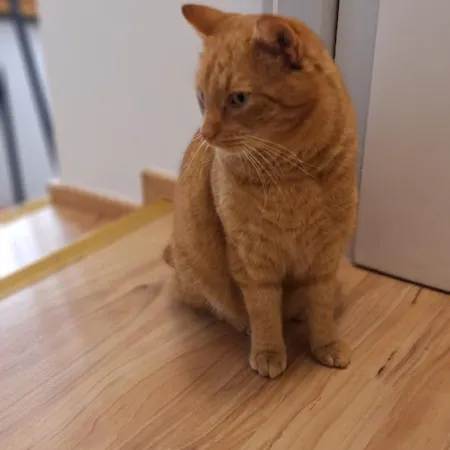 Sonniges Und Gaestezimmer, Haus Borowiec Apartment